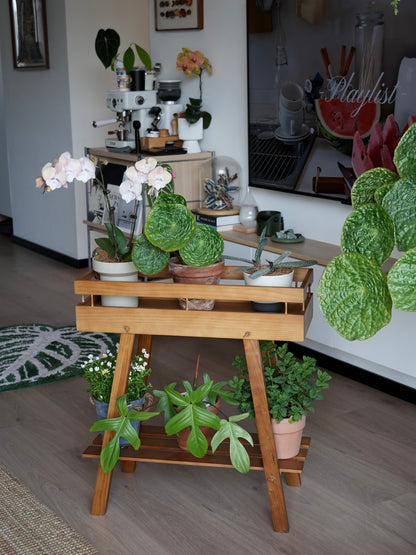 Japandi 2-Tier Solid Wood Plant Stand – Minimalist Indoor Garden Console Wooden Plant Stand – Tray Top Console & Display Shelf