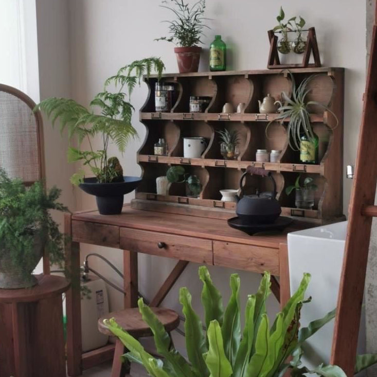 A rustic wooden writing desk with a matching wall-mounted hutch shelf, styled with numerous green houseplants, ceramic pots, and a black teapot in a bright, cozy room.