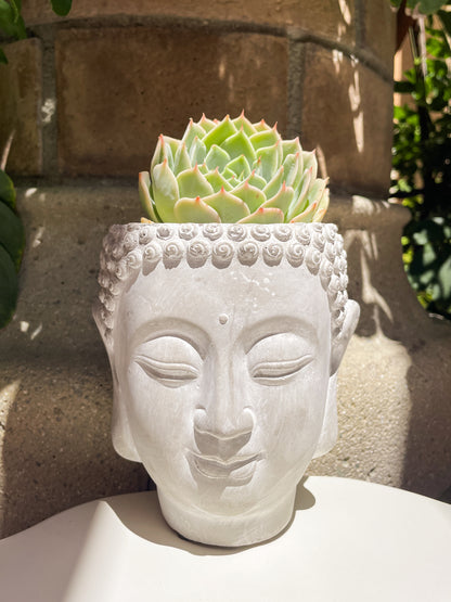 Namaste Garden Buddha Head Planter Succulent and Plant Pot - Succulent Arrangement Available