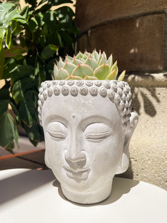 Namaste Garden Buddha Head Planter Succulent and Plant Pot - Succulent Arrangement Available