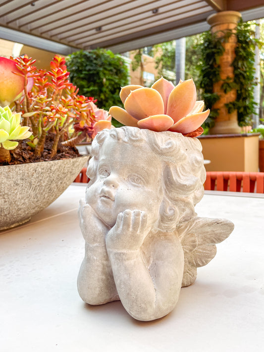 Cupid Angel Cement Plant Pot - Customized Succulent Arrange Available